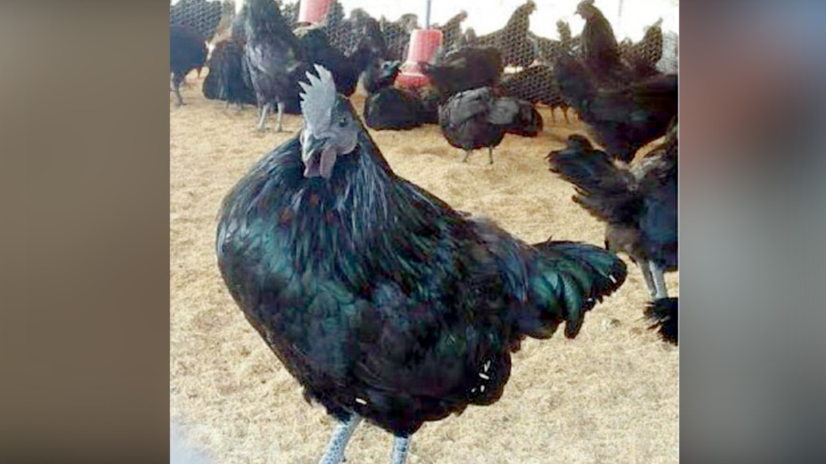 बर्ड फ्लू का खौफ, आइसोलेशन में रखे जा रहे कड़कनाथ मुर्गे, लग रहे इम्‍युनिटी बूस्‍टर के डोज 