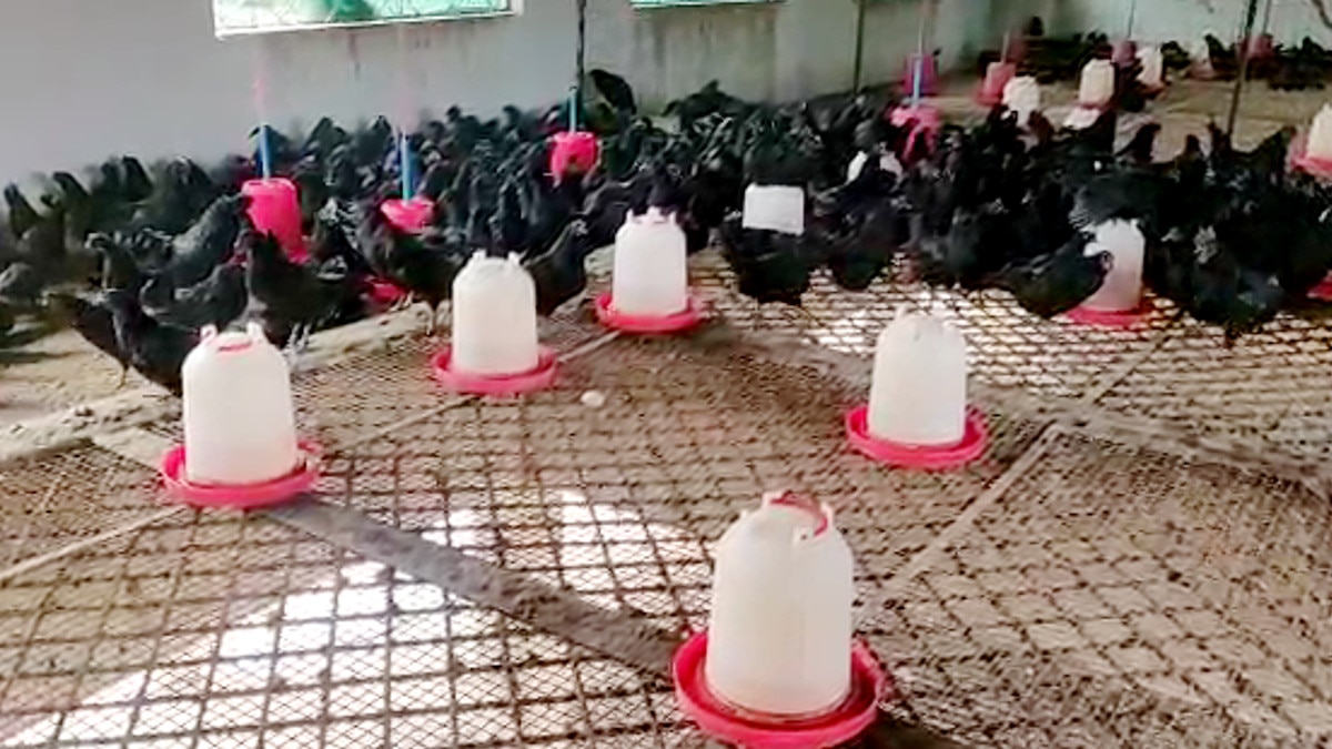 बर्ड फ्लू का खौफ, आइसोलेशन में रखे जा रहे कड़कनाथ मुर्गे, लग रहे इम्‍युनिटी बूस्‍टर के डोज 