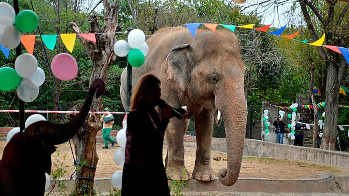 Loneliest Elephant Kaavan Suffered lot In PAK