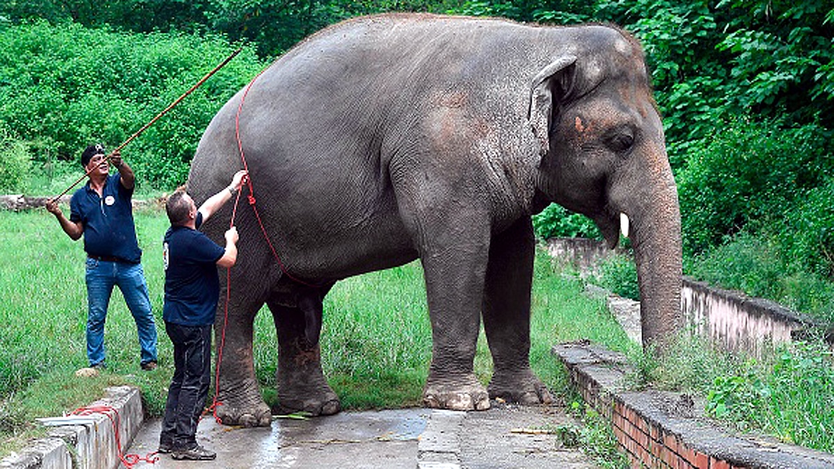 Loneliest Elephant Kaavan Suffered lot In PAK