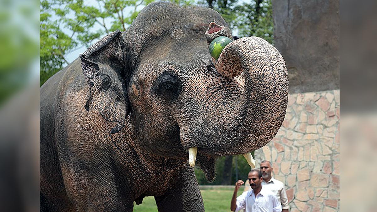 Loneliest Elephant Kaavan Suffered lot In PAK