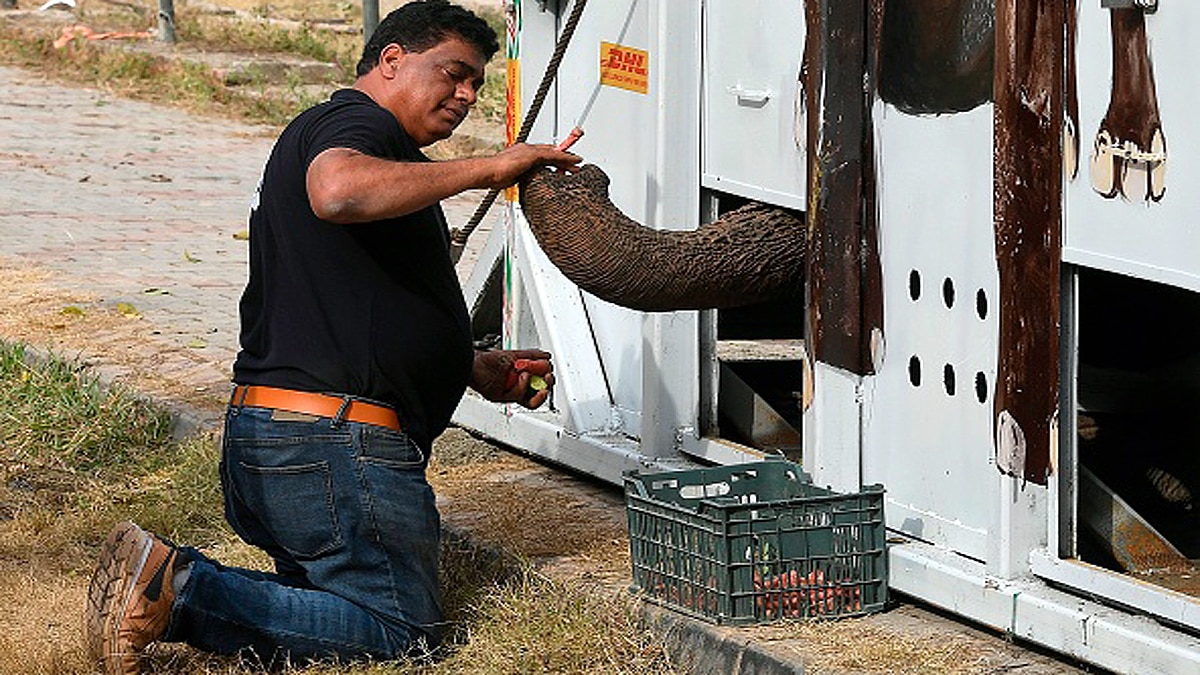 Loneliest Elephant Kaavan Suffered lot In PAK