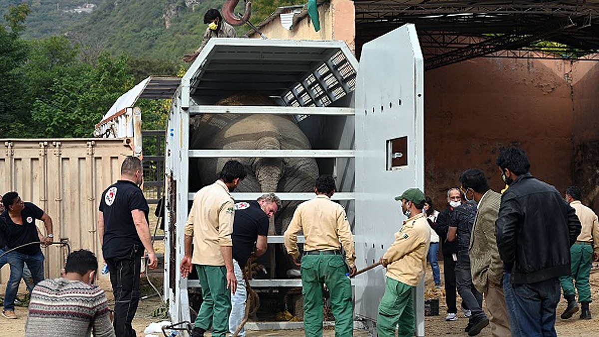 Loneliest Elephant Kaavan Suffered lot In PAK