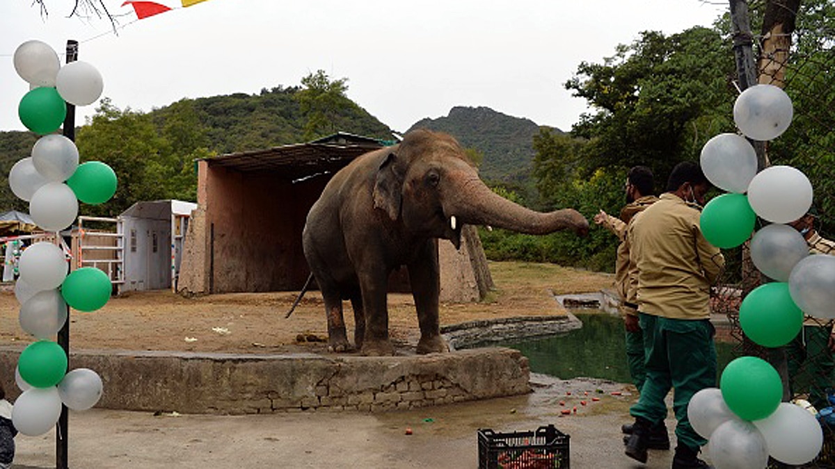 Loneliest Elephant Kaavan Suffered lot In PAK
