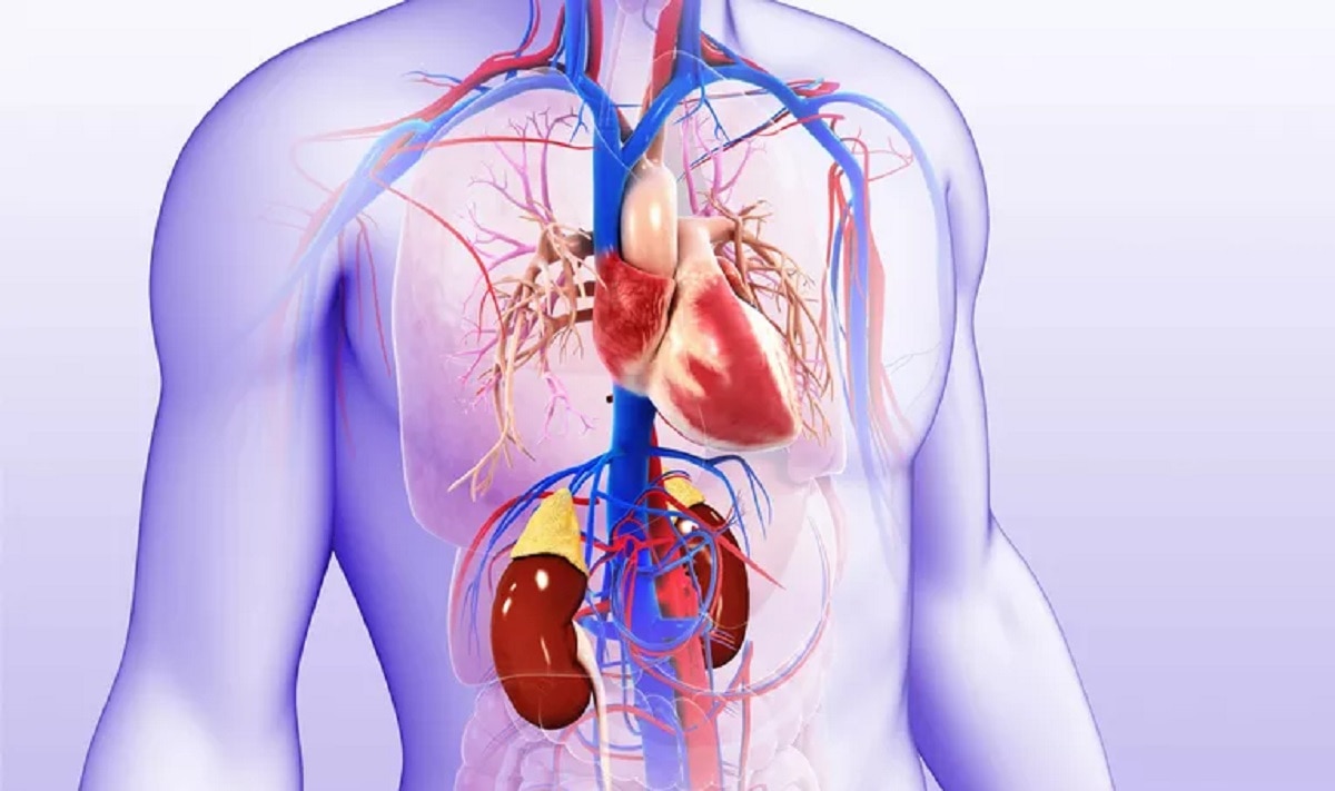 किडनी पर बुरा असर