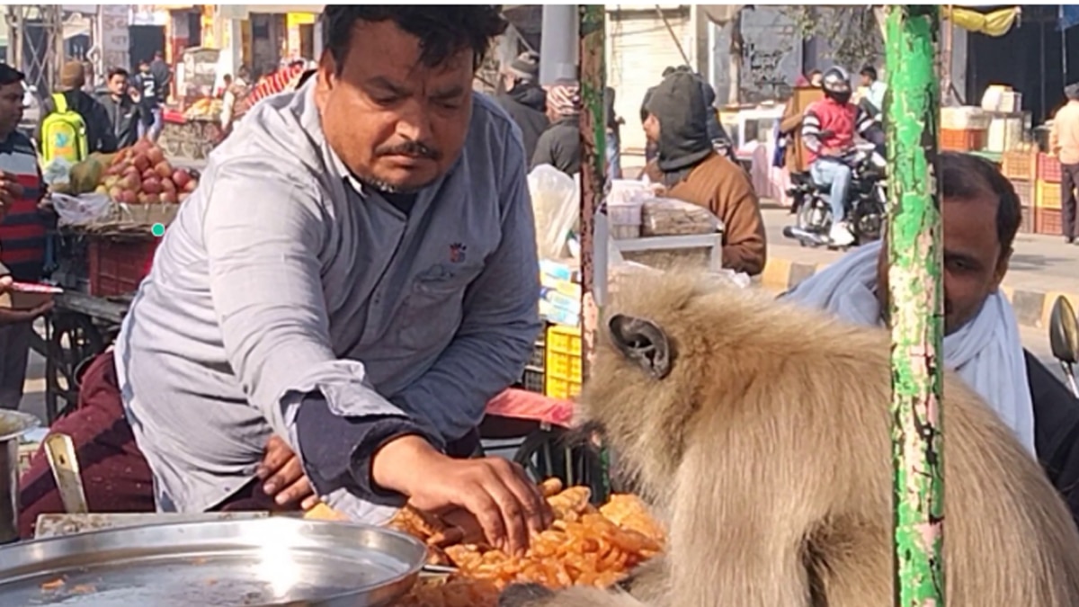 कचोरी, जलेबी खाने का शौकीन लंगूर.