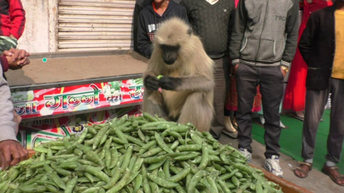 सुबह होते ही कचौड़ी की दूकान पर रोजाना आ जाता है लंगूर.