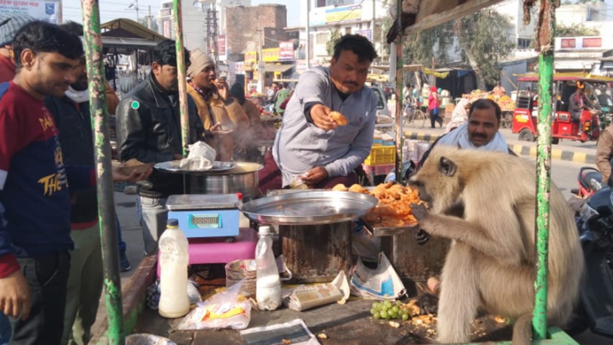 आधा घंटे तक खाने के बाद खुद ही वापस चला जाता है.
