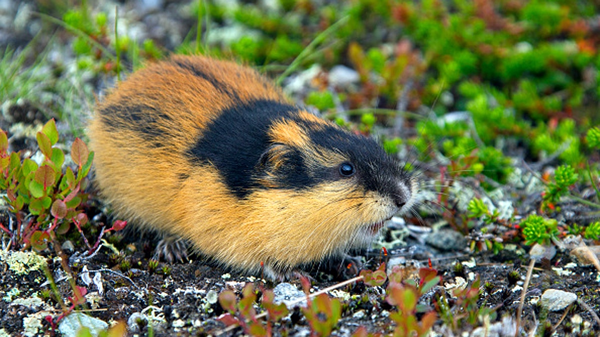 10 Biggest Animal Migrations