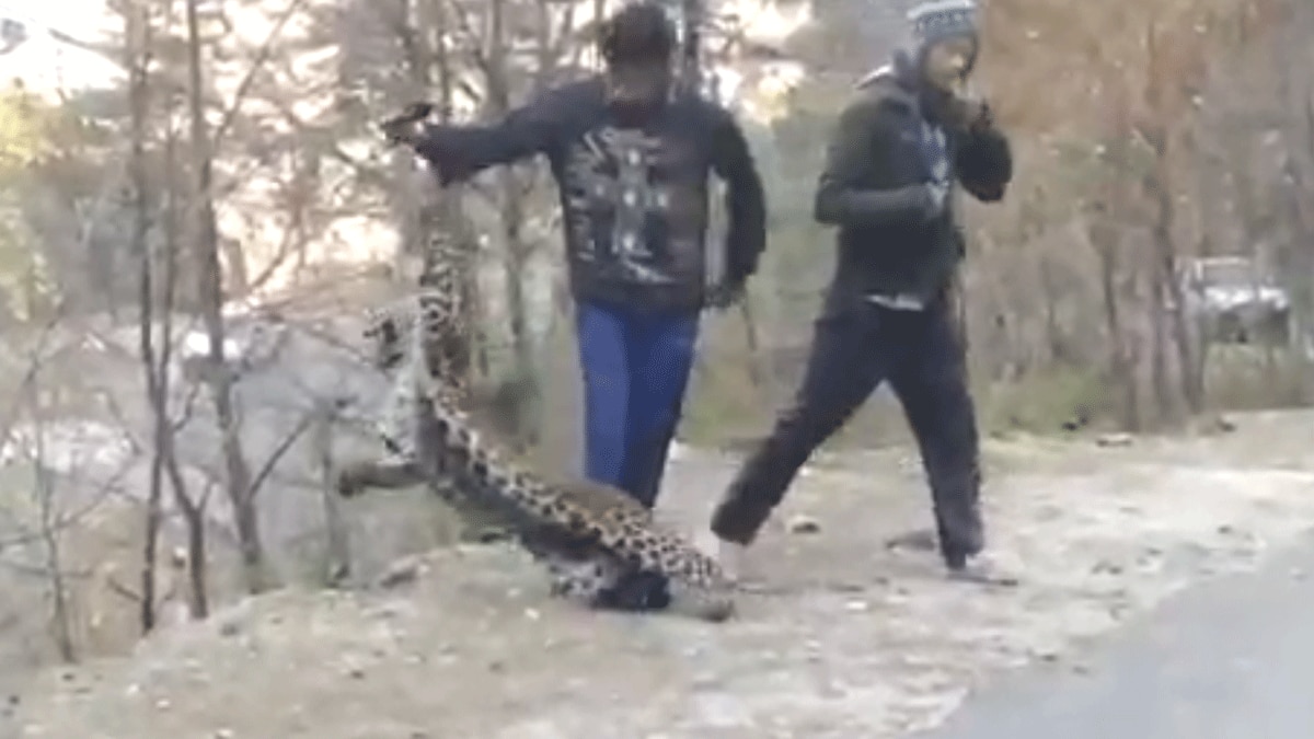 तेंदुए संग मस्ती करते दिखे लोग (फोटो आजतक)