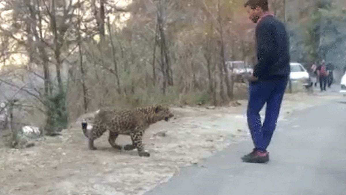 तेंदुए संग मस्ती करते दिखे लोग (फोटो आजतक)