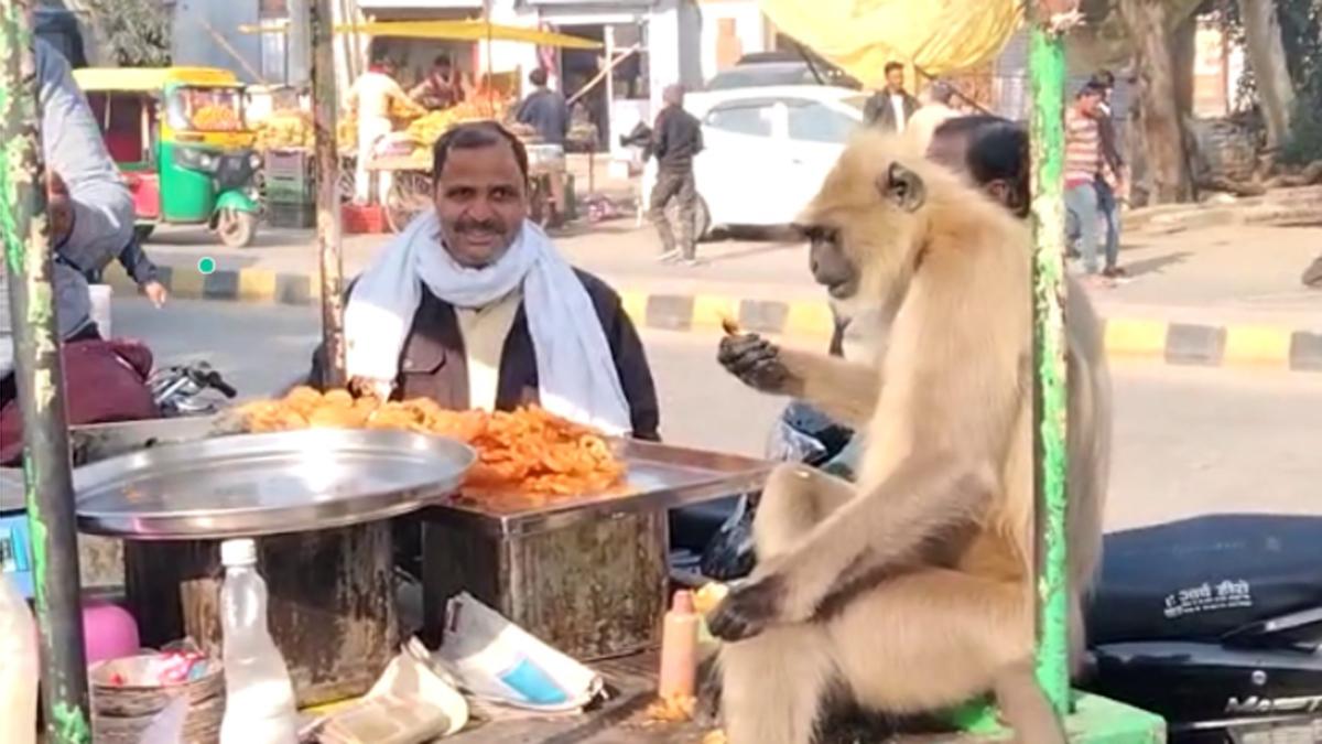 कचोरी, जलेबी खाने का शौकीन लंगूर.