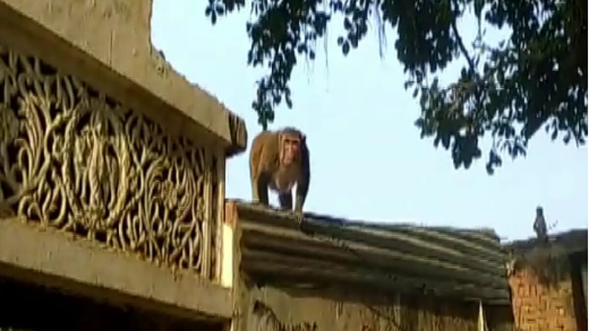 आधा दर्जन से अधिक ग्रामीणों को बनाया अपना निशाना.