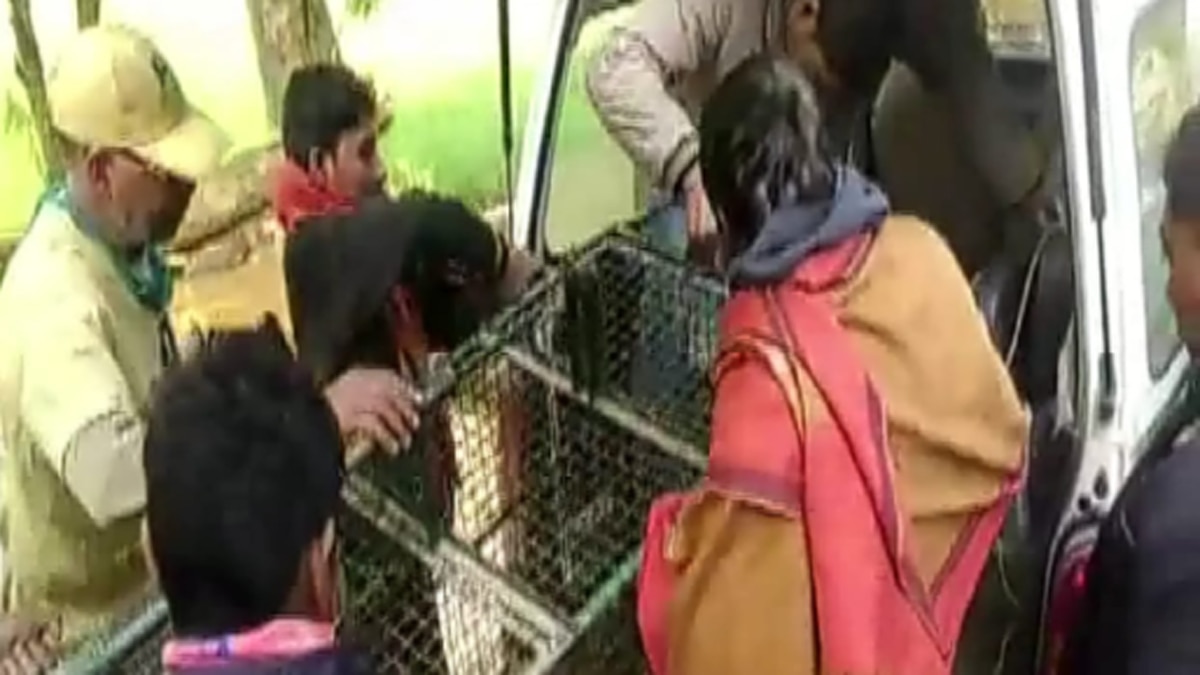 आदमखोर बदंर से थी ग्रामीणों में दहशत