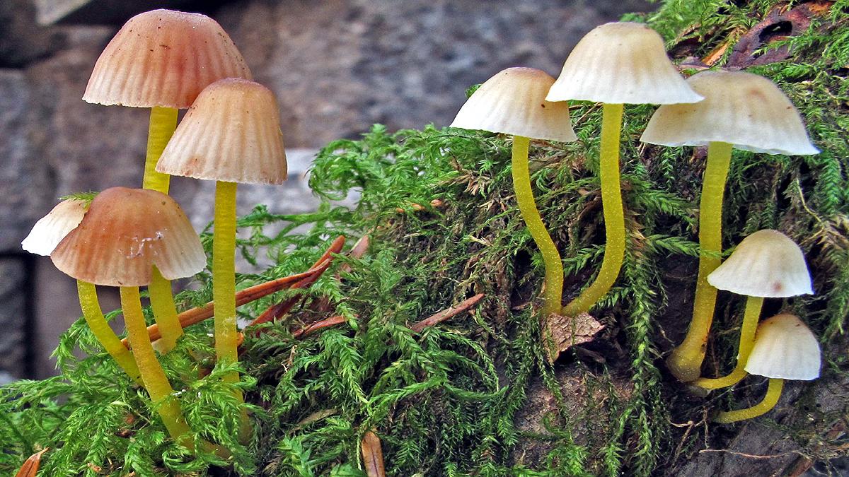 Man injected magic mushroom fungi grew in his blood