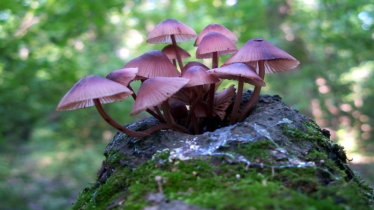 Man injected magic mushroom fungi grew in his blood