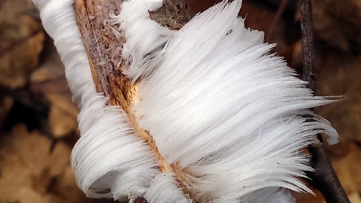 Hair Ice rotting trees all over the world