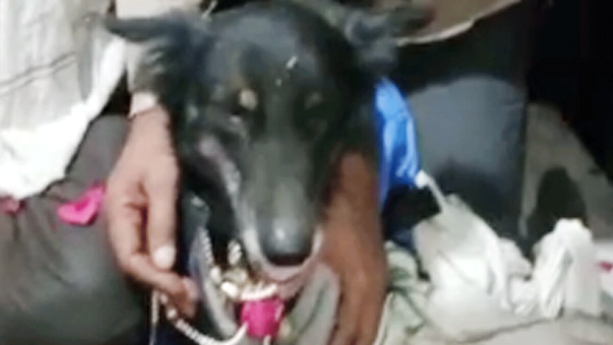 कुत्ते और कुतिया की शादी (फोटो आजतक)