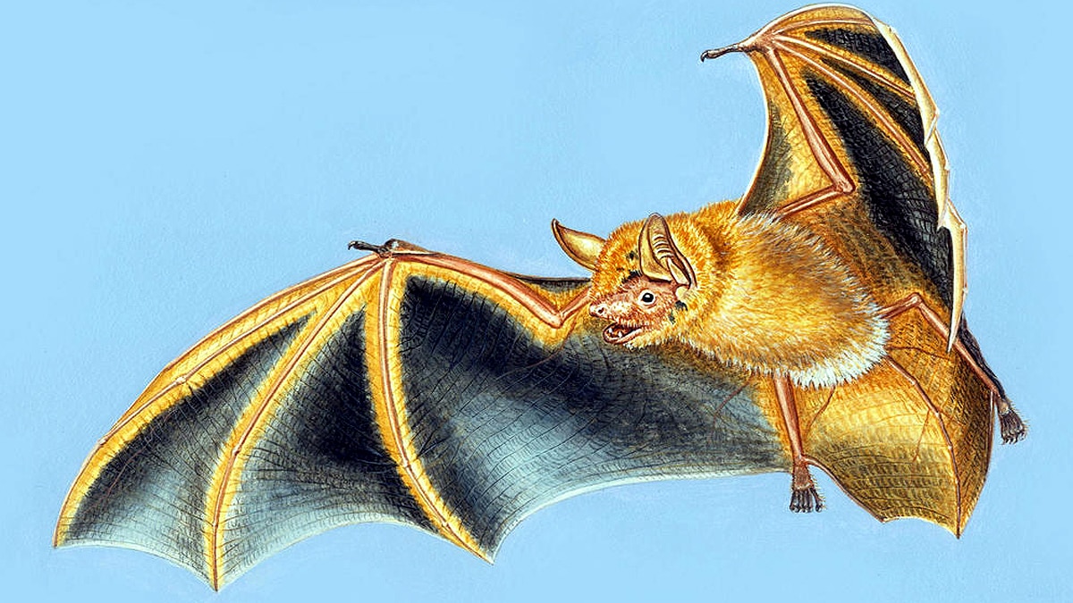 New Bat Species found in West Africa