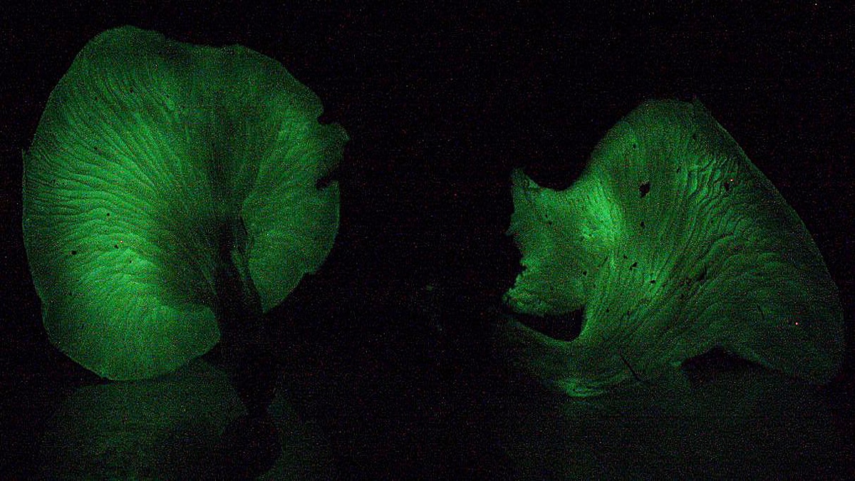 Man injected magic mushroom fungi grew in his blood