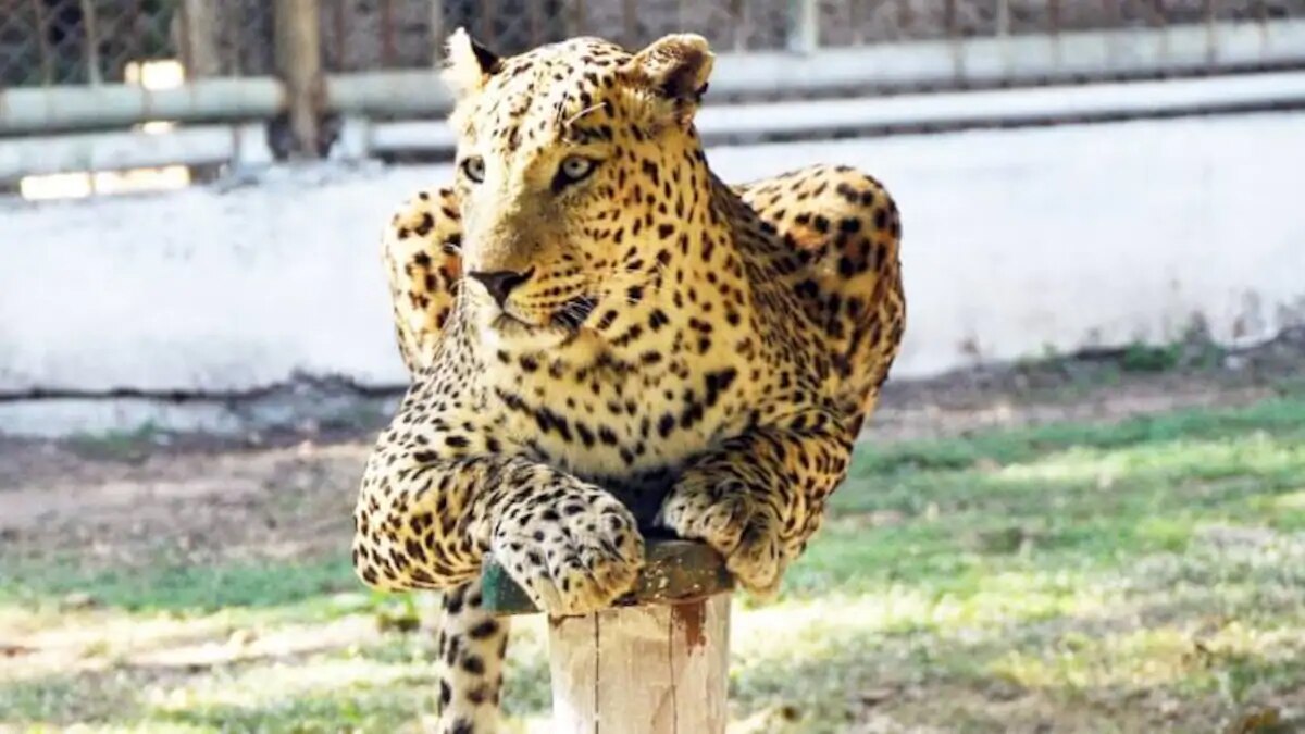  ये मामला गिरिडीह जिले के गावां वन प्रक्षेत्र के भीमतरी जंगल का है. 