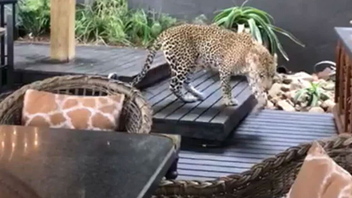 तेंदुआ को पिंजड़े में डालकर उसे सुरक्षित जगह छोड़ा दिया जाएगा.