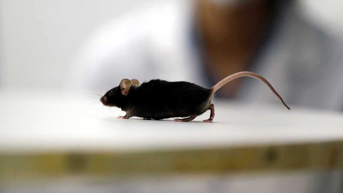 German scientist make paralyzed mice walk again
