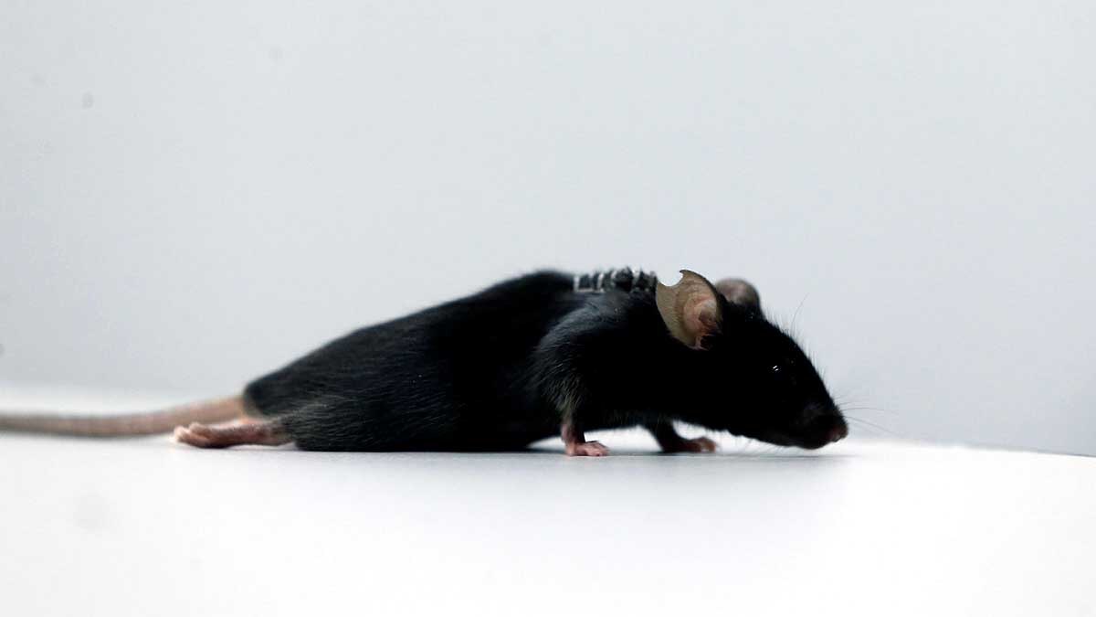 German scientist make paralyzed mice walk again