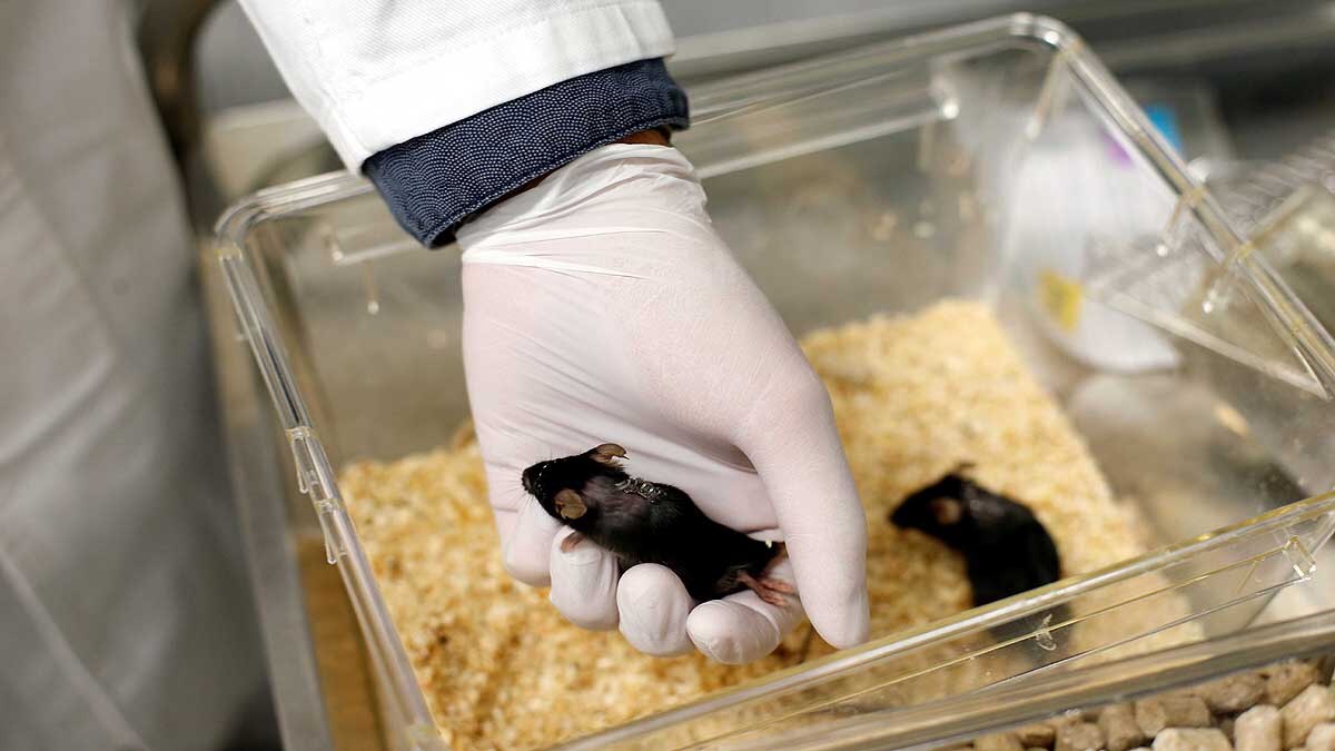 German scientist make paralyzed mice walk again