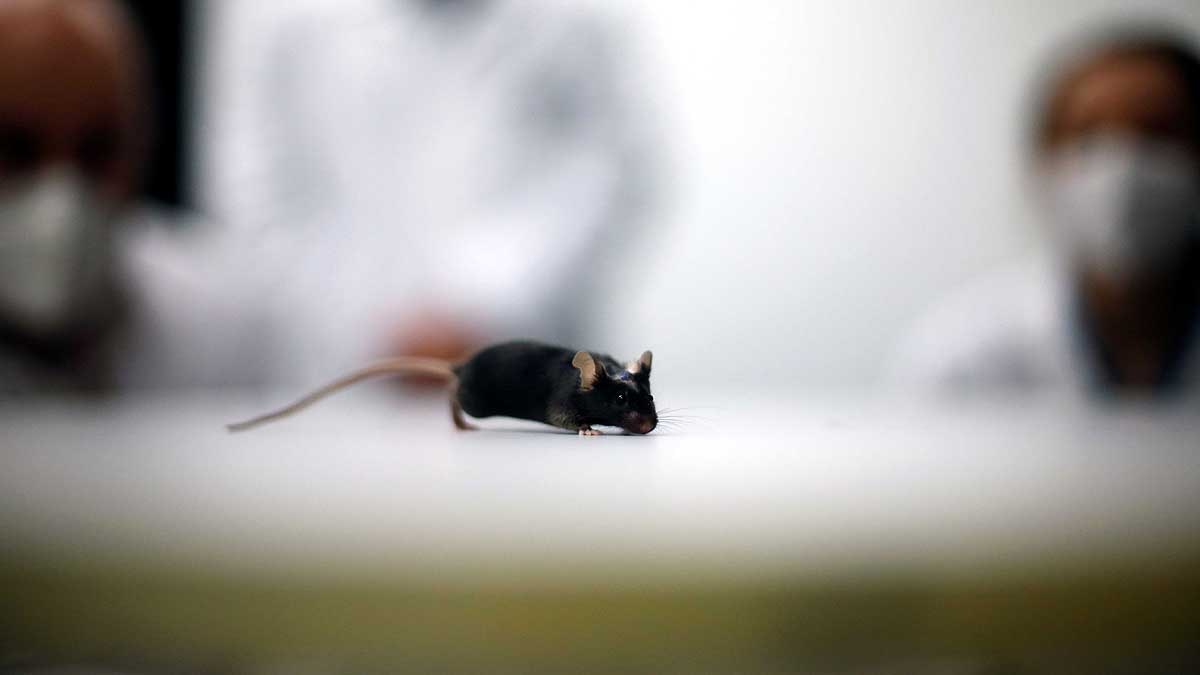 German scientist make paralyzed mice walk again