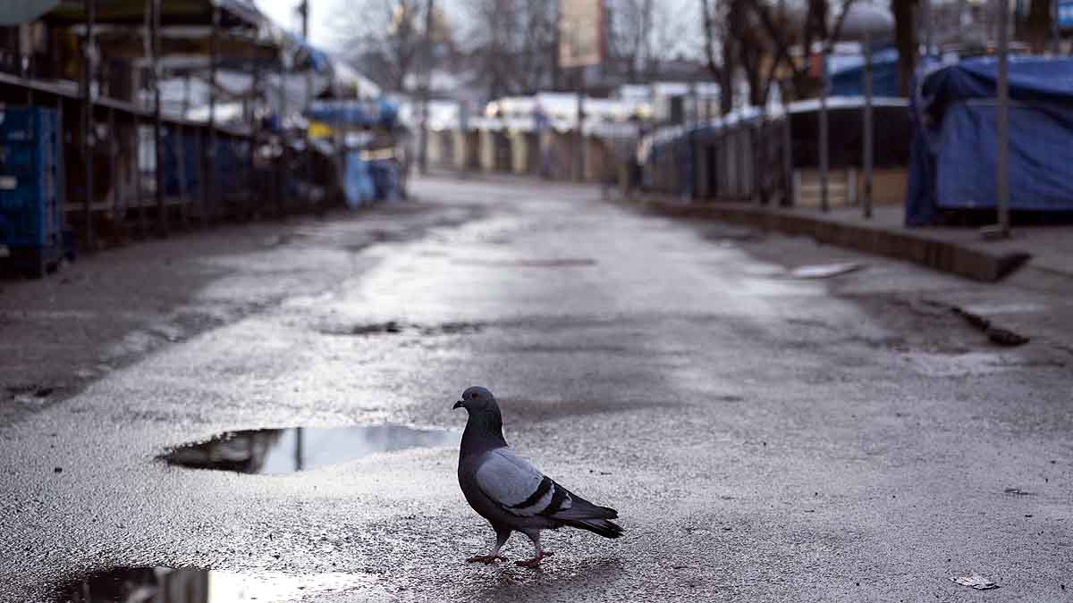 Australia to kill pigeon survived 13000 KM Journey from US