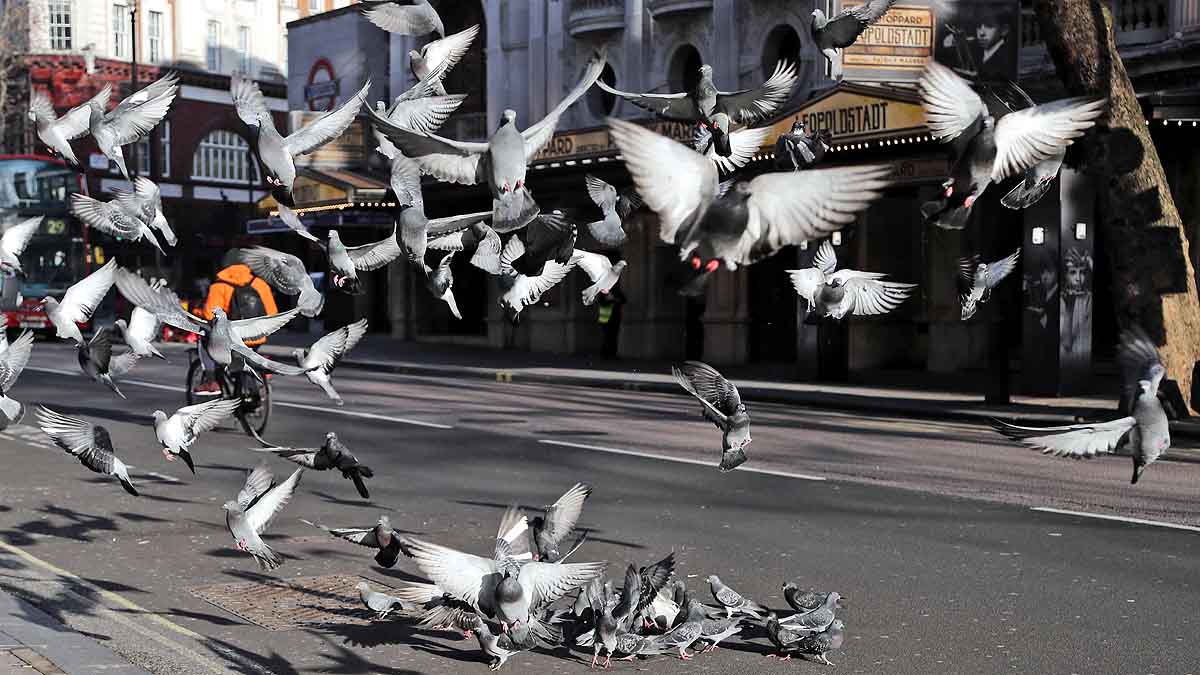 Australia to kill pigeon survived 13000 KM Journey from US