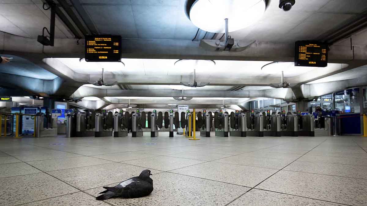 Australia to kill pigeon survived 13000 KM Journey from US