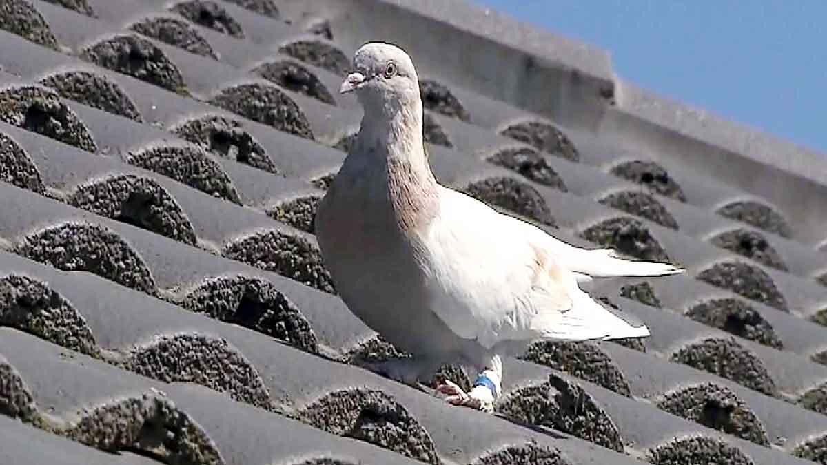 Australia to kill pigeon survived 13000 KM Journey from US