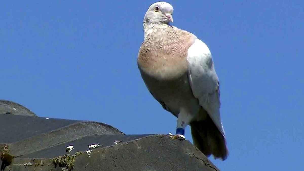 Australia to kill pigeon survived 13000 KM Journey from US