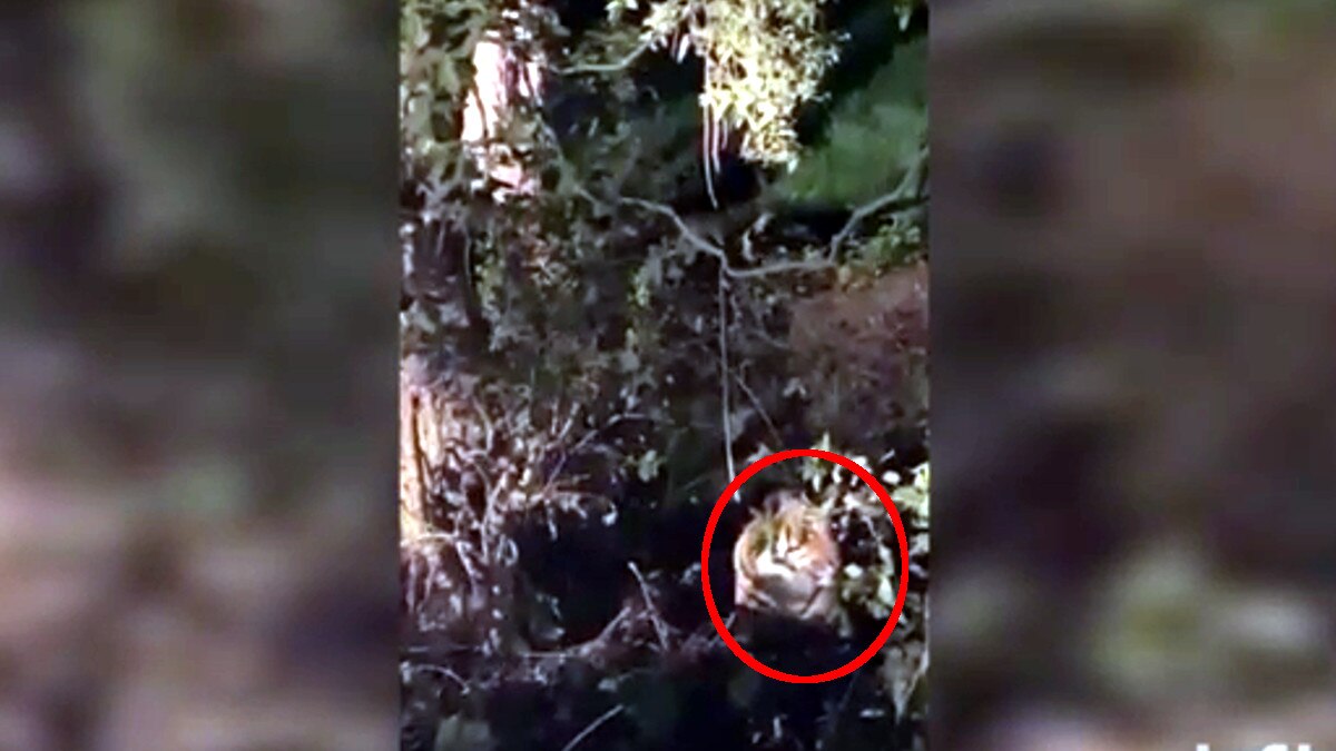 बाघ को पकड़ने की बजाय पूरे घर के बाहर लगा दिया जाल