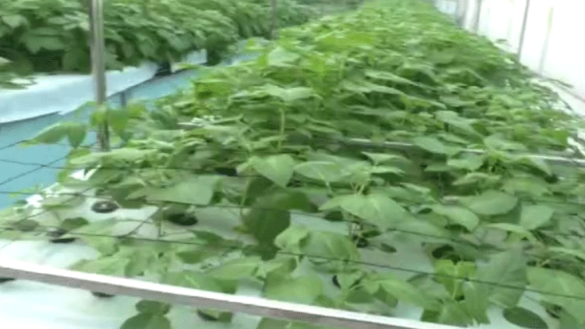  एरोपोनिक तकनीक से हवा में उगेंगे आलू (फोटो आजतक)