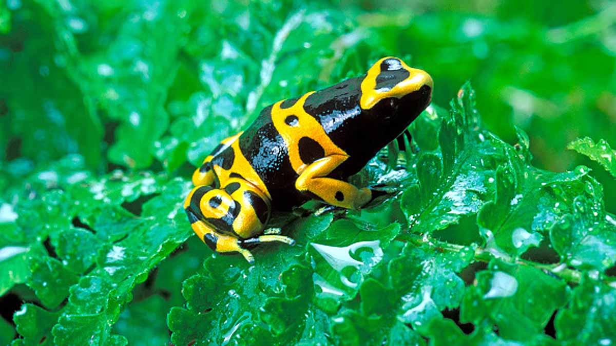 World's most poisonous frog Cost 1.50 lakh Rupees