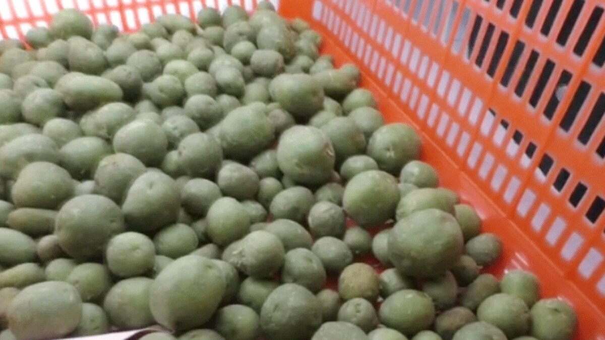   एरोपोनिक तकनीक से हवा में उगेंगे आलू (फोटो आजतक)