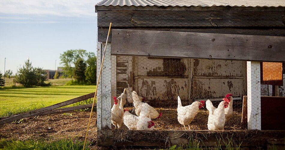 इंसानों में कैसे फैलता है बर्ड फ्लू