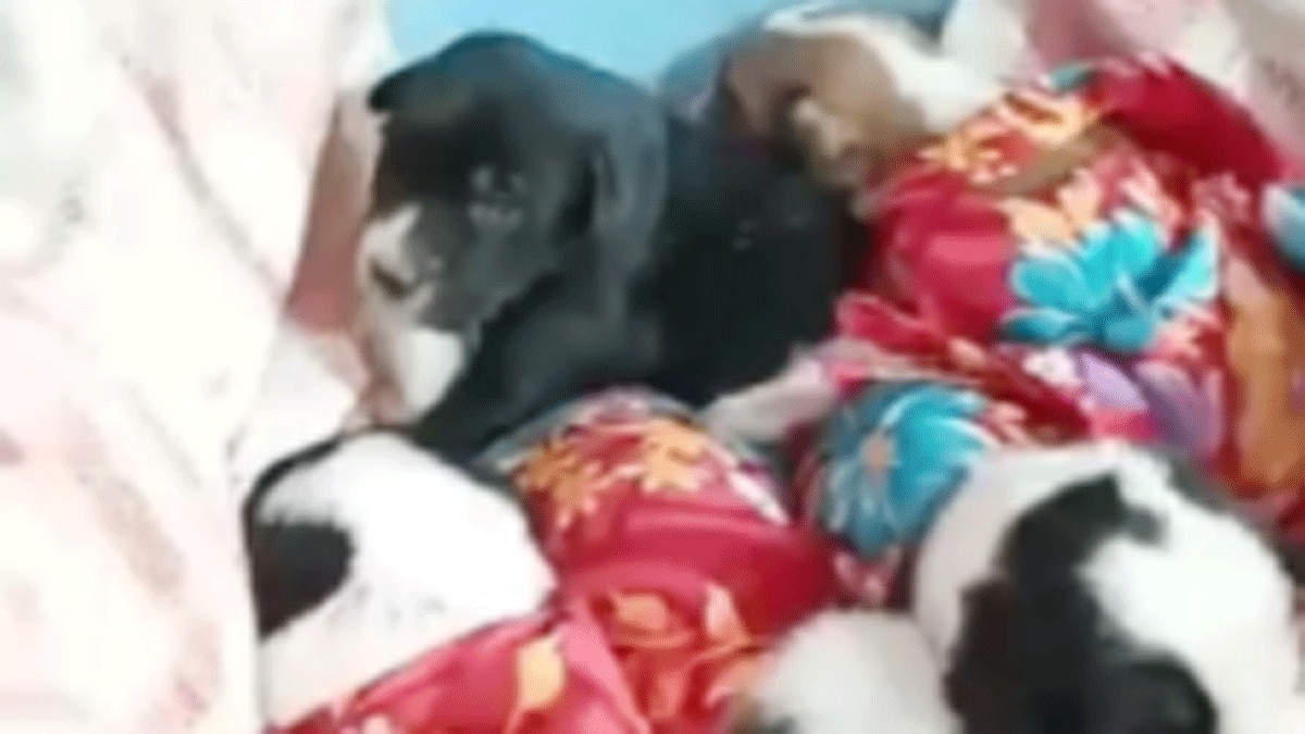 कुतिया ने जन्मे पांच बच्चे को पूरे गांव में मना जश्न (फोटो आजतक)