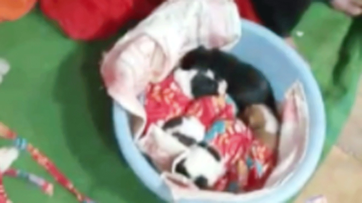 कुतिया ने जन्मे पांच बच्चे को पूरे गांव में मना जश्न (फोटो आजतक)