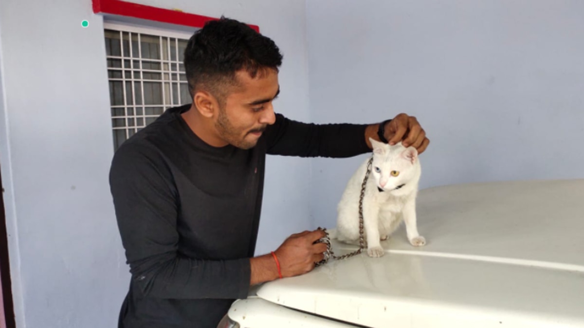 थाईलैंड में पाई जाती है ये बिल्ली.