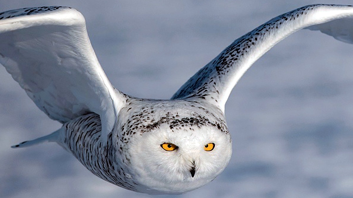 Rare Snowy Owl spotted in New York
