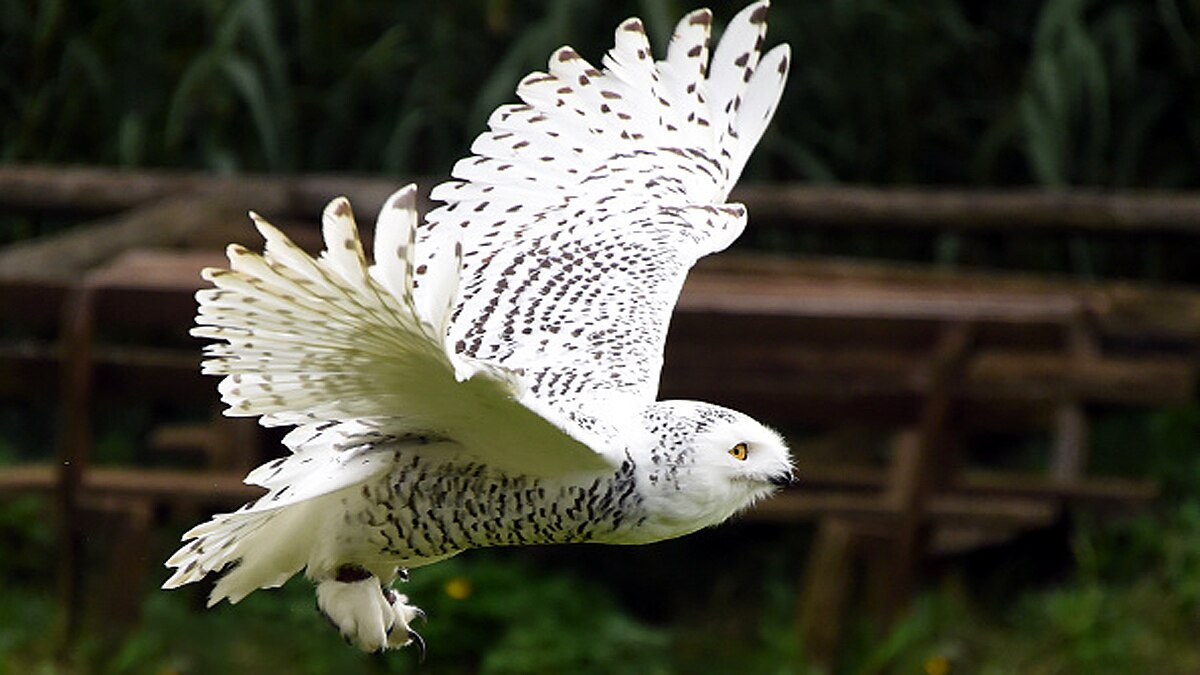 Rare Snowy Owl spotted in New York