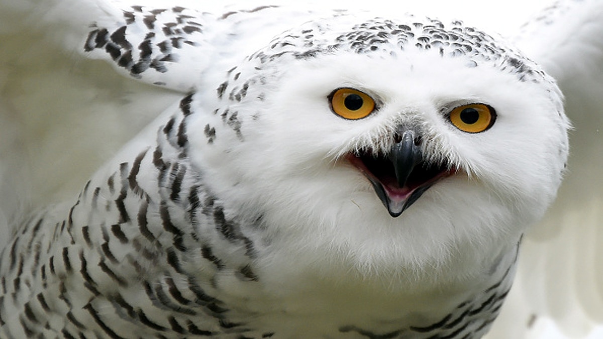Rare Snowy Owl spotted in New York