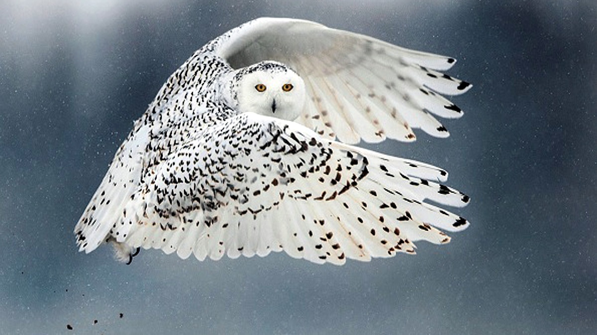 Rare Snowy Owl spotted in New York