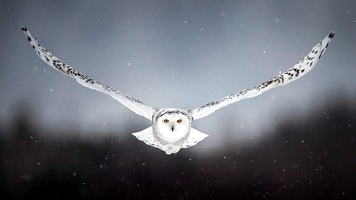 Rare Snowy Owl spotted in New York