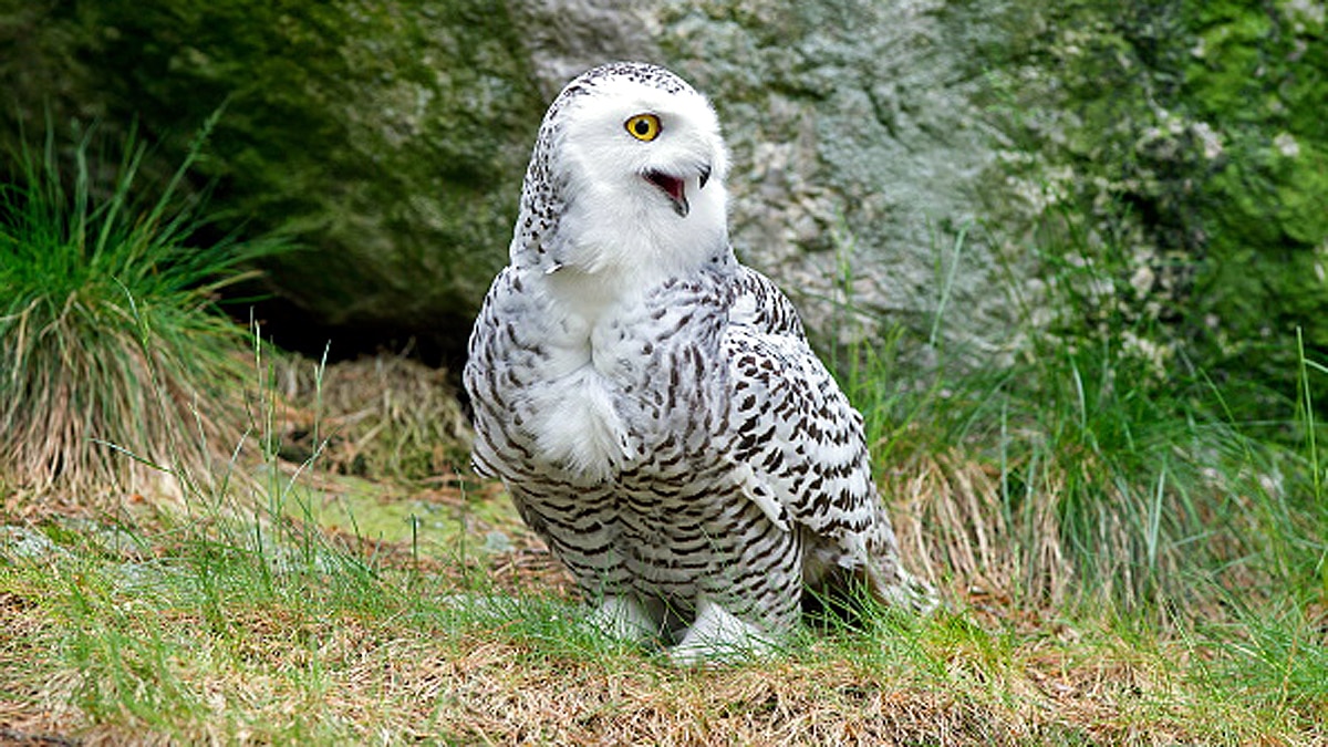 Rare Snowy Owl spotted in New York
