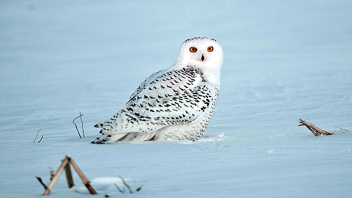 Rare Snowy Owl spotted in New York
